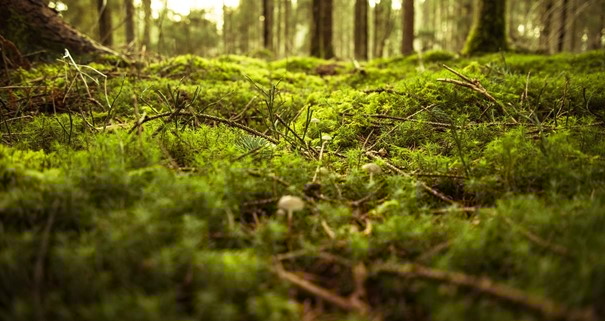 Skog underlag